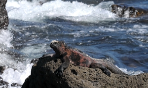 Yacht charters Galapagos Islands - endemic animals